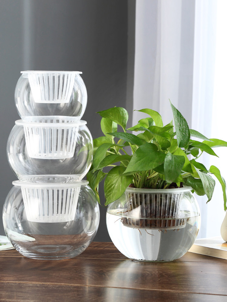 Propagation Station Vase - Vas Kaca Hidroponik, Vas Bunga Dill