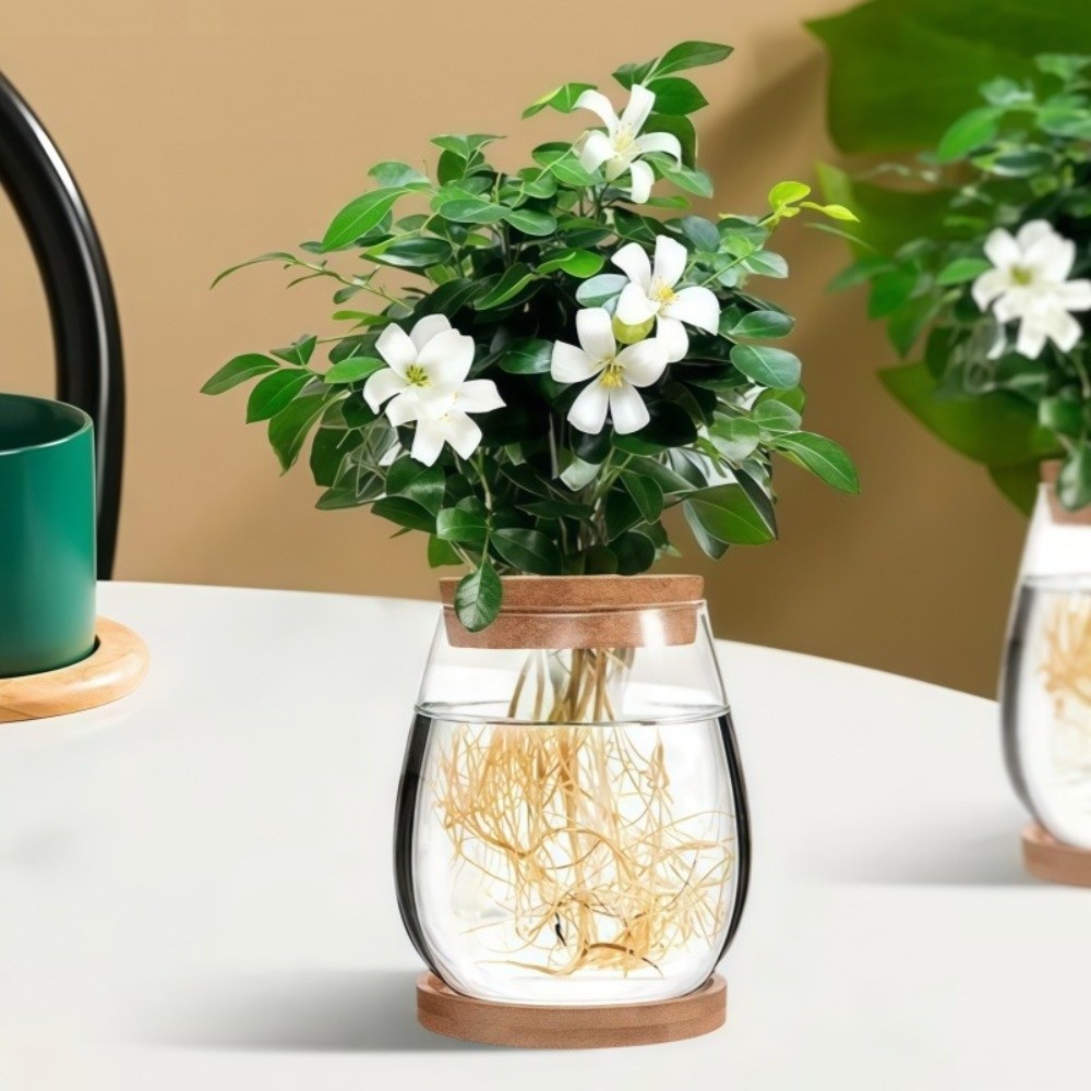 Pot Bunga Hidroponik Transpara - Propagation Station Vase ulasan dan harga