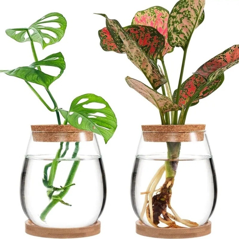 Pot Bunga Hidroponik Transpara - Propagation Station Vase ulasan dan harga