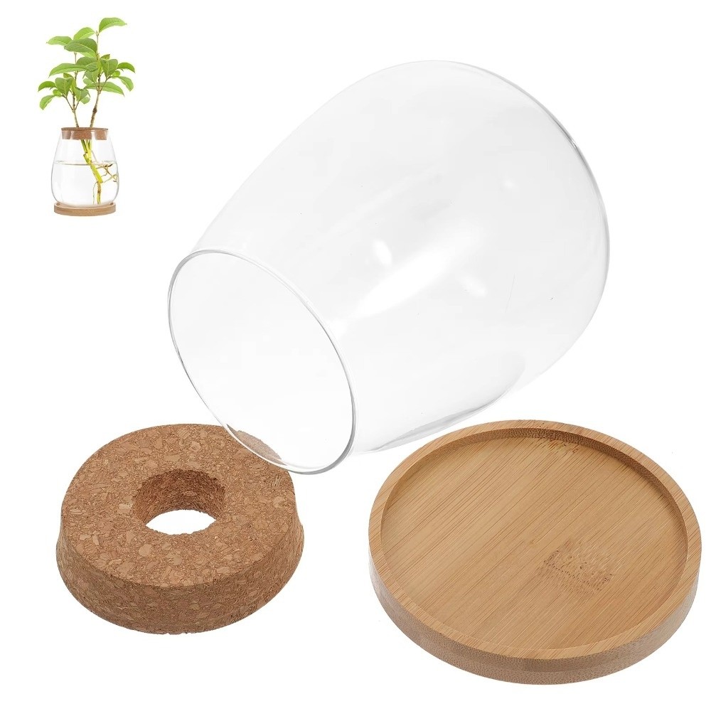 Pot Bunga Hidroponik Transpara - Propagation Station Vase ulasan dan harga